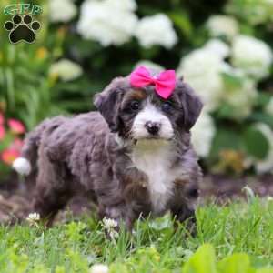 Princess, Mini Bernedoodle Puppy